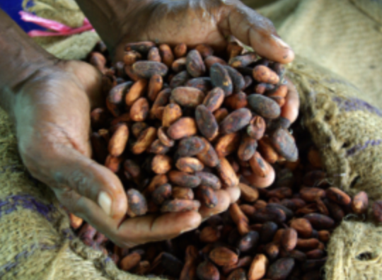 Cocoa beans in hands