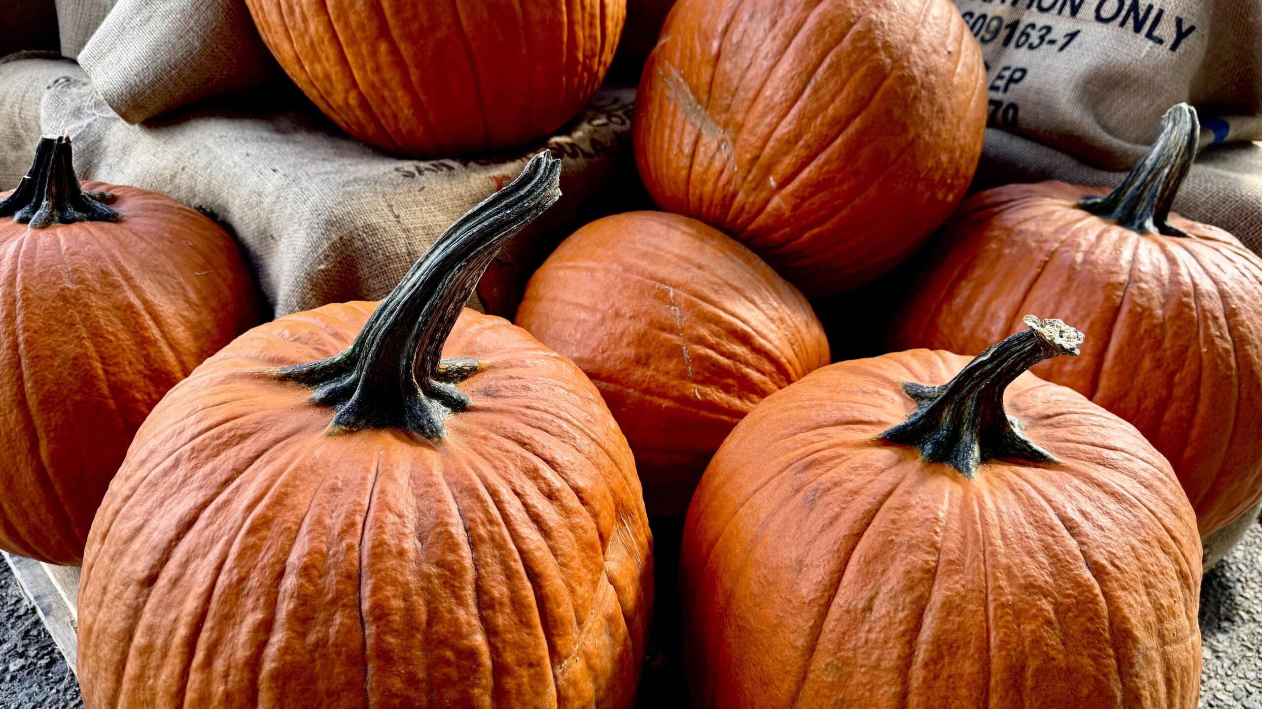 BIG Pumpkins to carve up spooky fun.